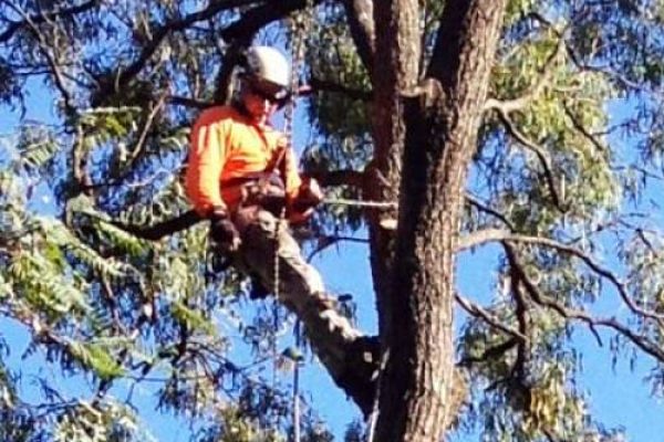 Tree Services,tree cutting service & stump grinder brisbane